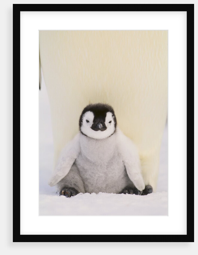 Emperor Penguin Protecting Offspring from the Cold by Anonymous