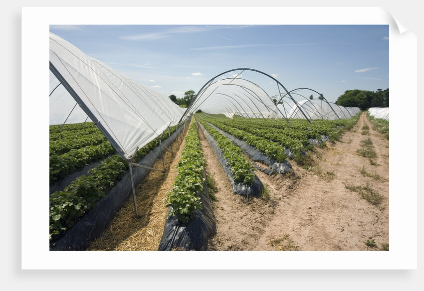 Strawberry Farm in England by Anonymous