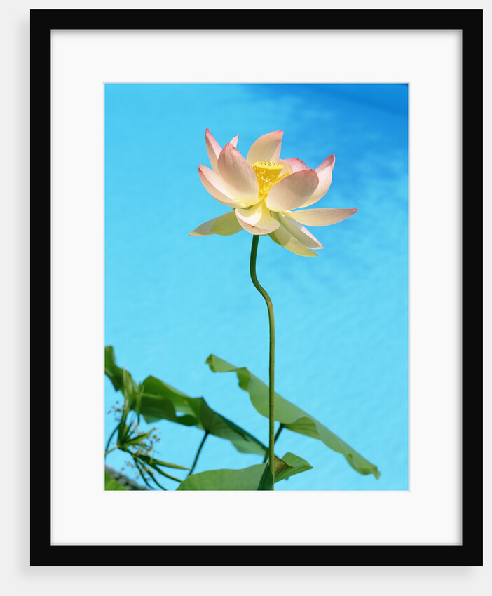 Lily by Swimming Pool by Anonymous