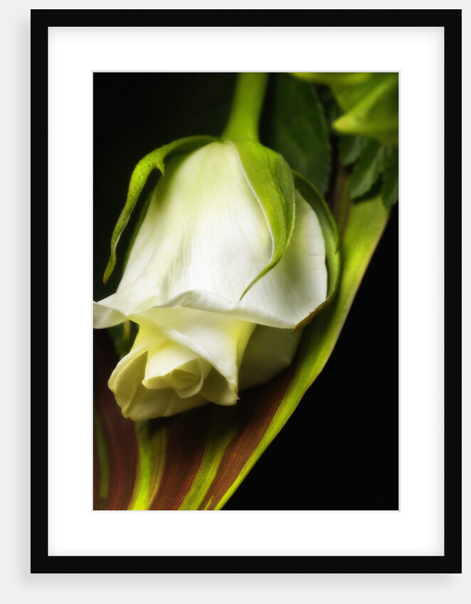 White Rose by Anonymous