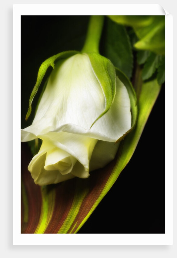 White Rose by Anonymous