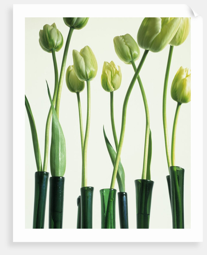 Green Tulips in Vases by Anonymous