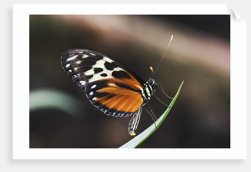 Hecales Longwing Butterfly Laying Egg by Anonymous