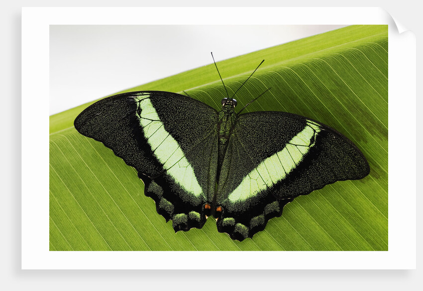 Green Banded Peacock Butterfly by Anonymous