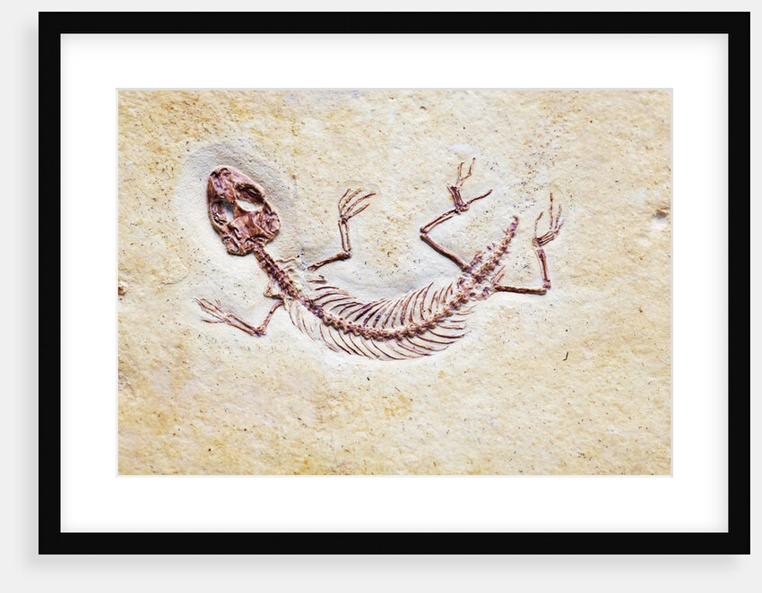 Lizard Fossil from Solnhofen Limestone Formation by Anonymous