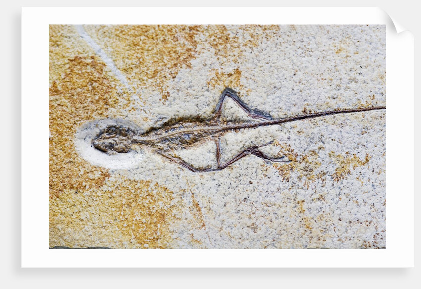 Lizard Fossil from Solnhofen Limestone Formation by Anonymous