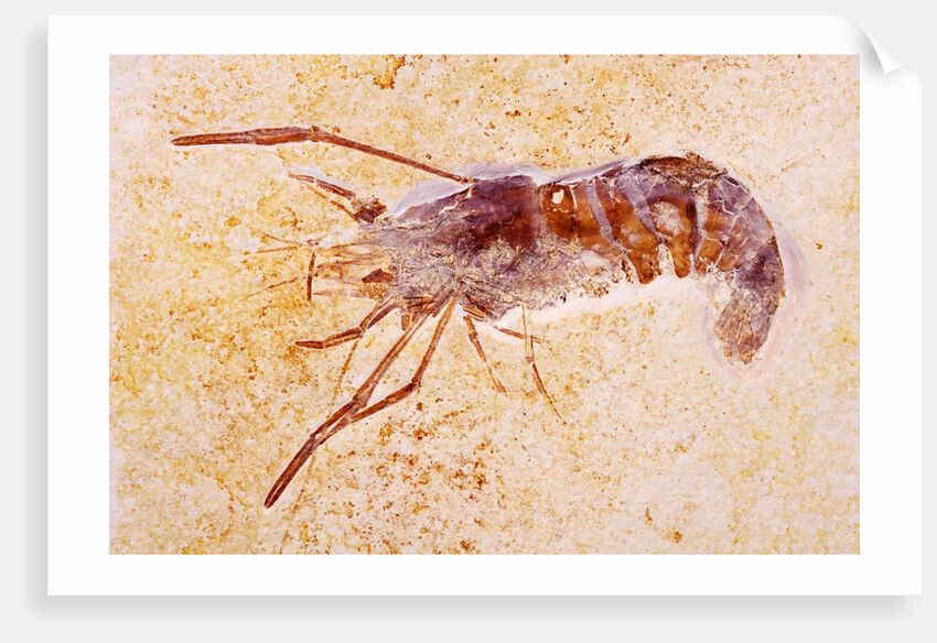 Crustacean Fossil from Solnhofen Limestone Formation by Anonymous