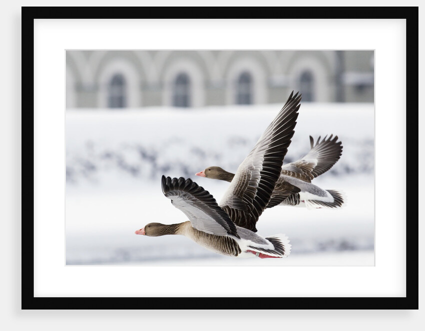 Greylag Geese in Flight by Anonymous
