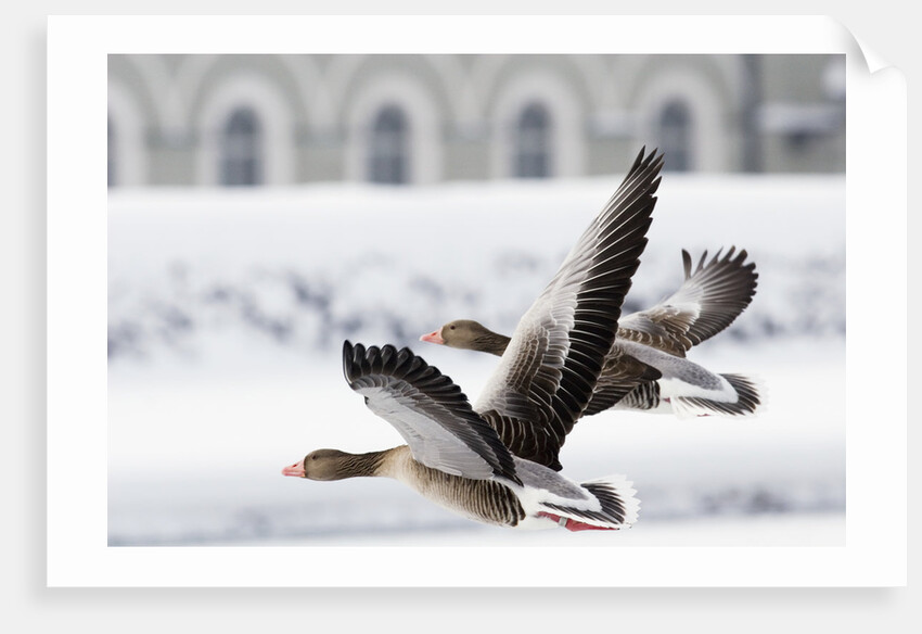 Greylag Geese in Flight by Anonymous