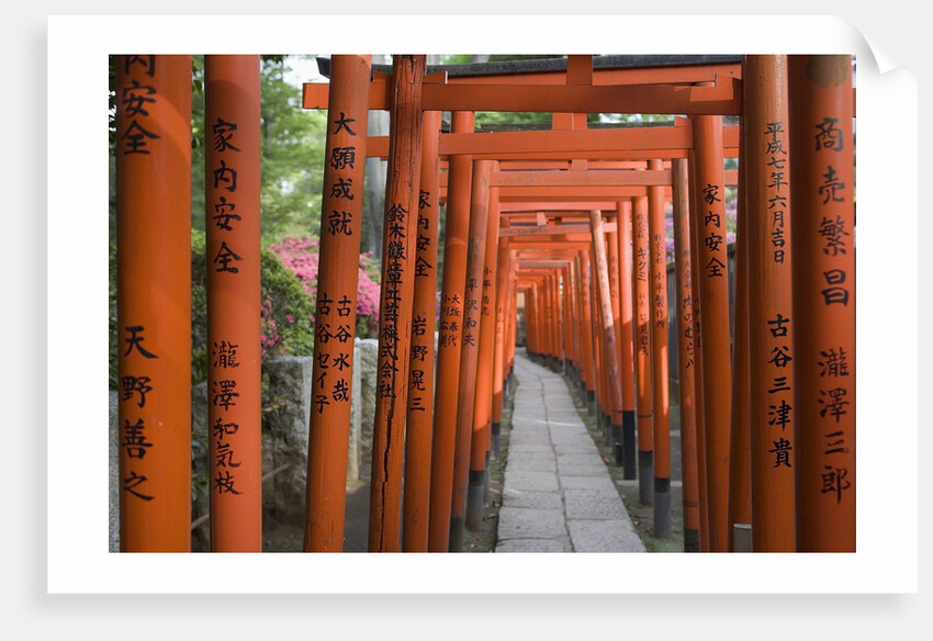 Red Arches Along Path to Nezu Shrine by Anonymous