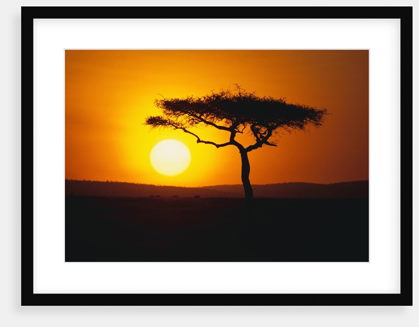 Sunset Behind a Tree by Anonymous