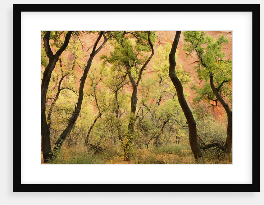 Cottonwood Trees by Anonymous