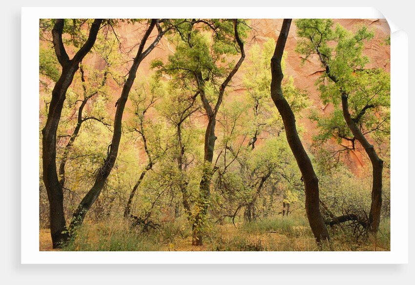 Cottonwood Trees by Anonymous