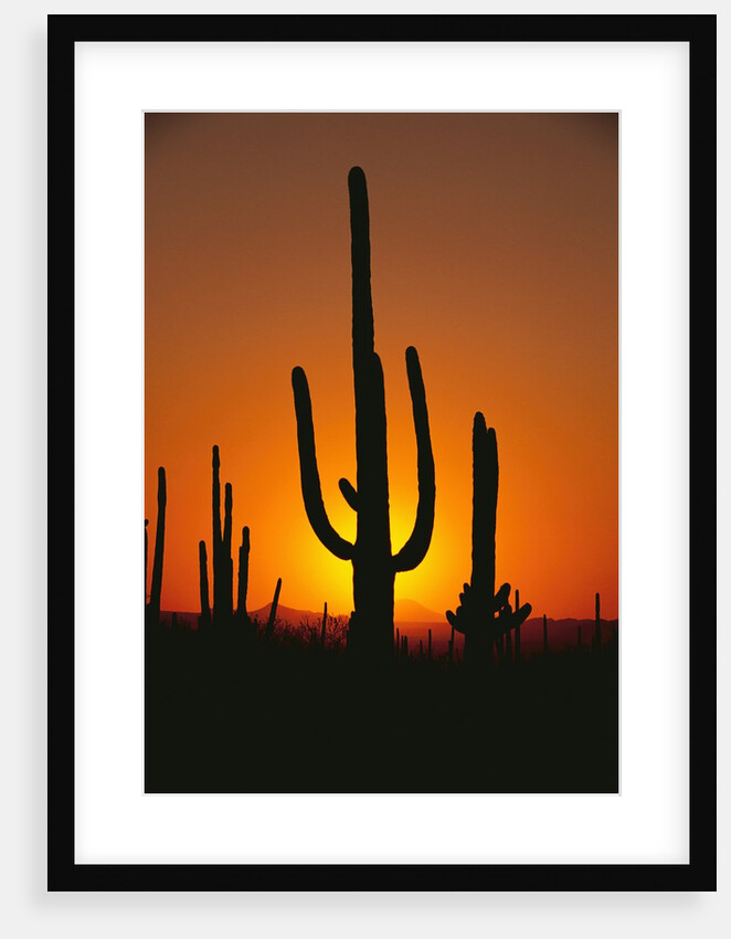 Sun Setting Behind Cacti by Anonymous