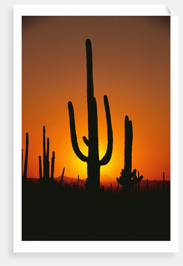 Sun Setting Behind Cacti by Anonymous