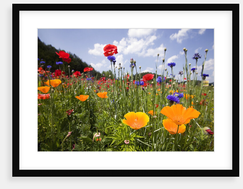 Wild Flowers in Meadow by Anonymous