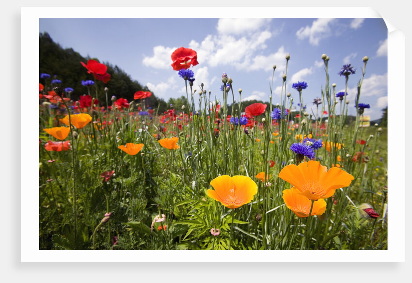 Wild Flowers in Meadow by Anonymous