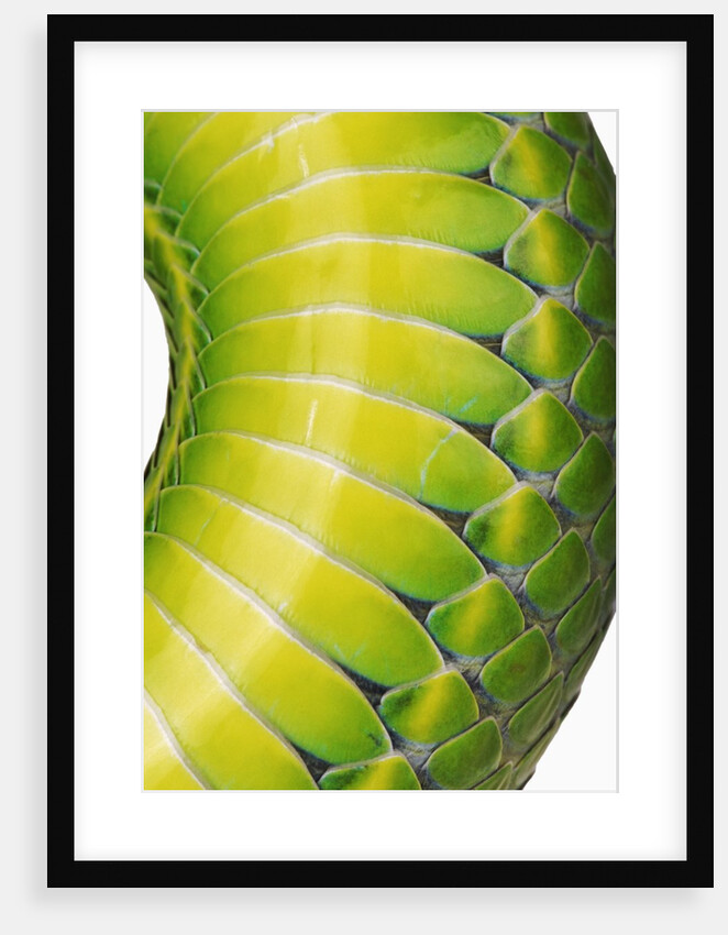 Green Snake Scales by Anonymous