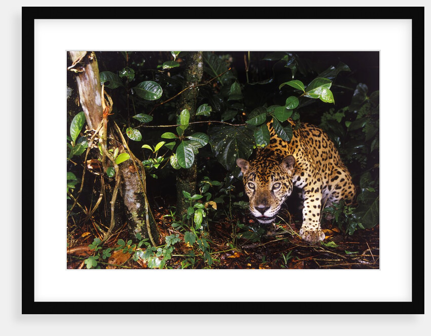 Jaguar in Rainforest by Anonymous