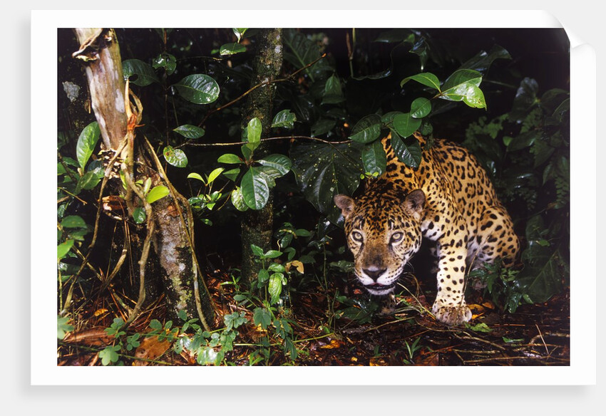 Jaguar in Rainforest by Anonymous