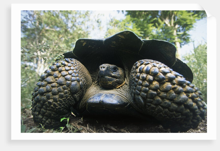 300 Pound Wild Galapagos Tortoise by Anonymous