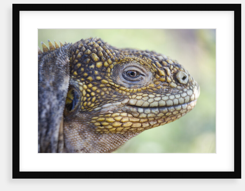 Close-up of Land Iguana by Anonymous