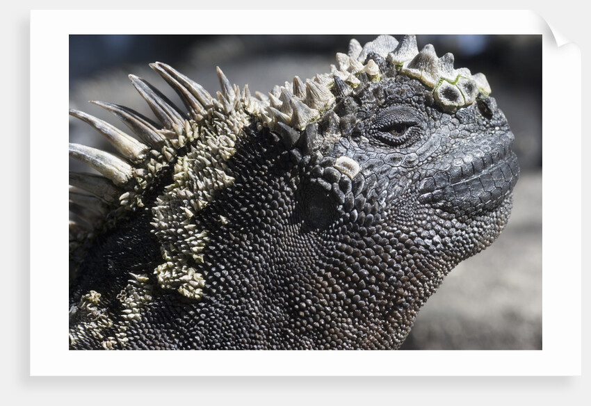 Close-up of Red Marine Iguana by Anonymous