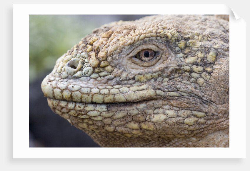 Close-up of Land Iguana by Anonymous