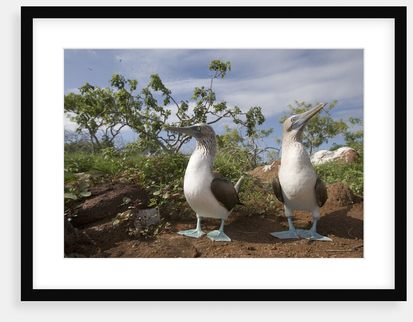 Pair of Blue-Footed Boobies by Anonymous