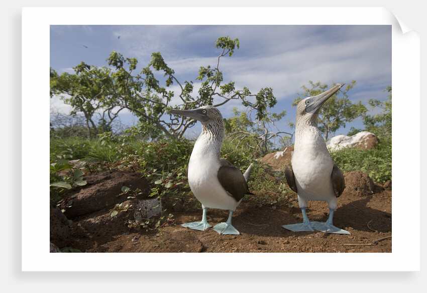 Pair of Blue-Footed Boobies by Anonymous