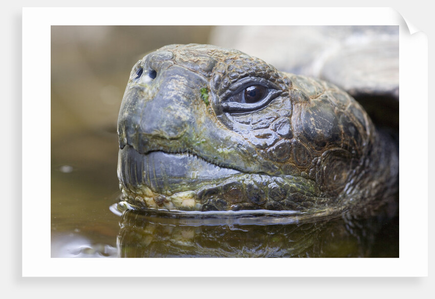 Close-up of Giant Tortoise Head by Anonymous