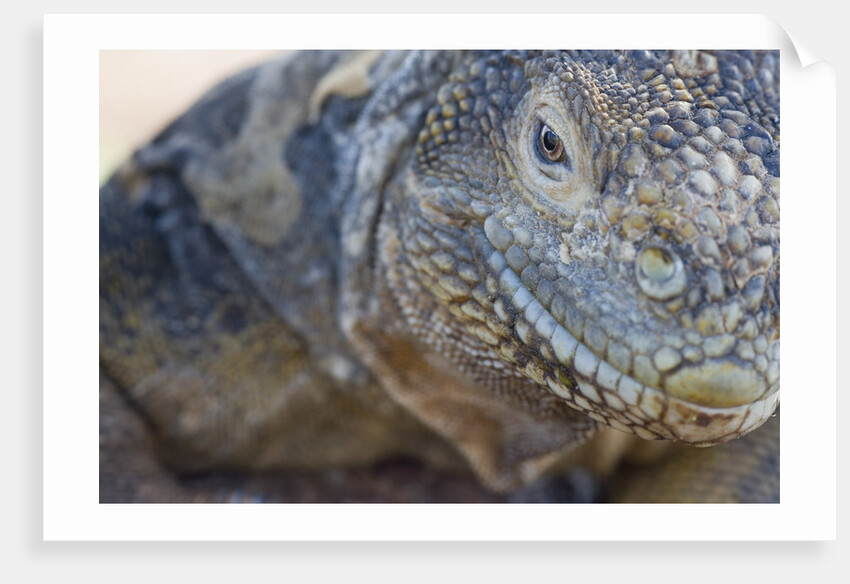 Close-up of Land Iguana by Anonymous