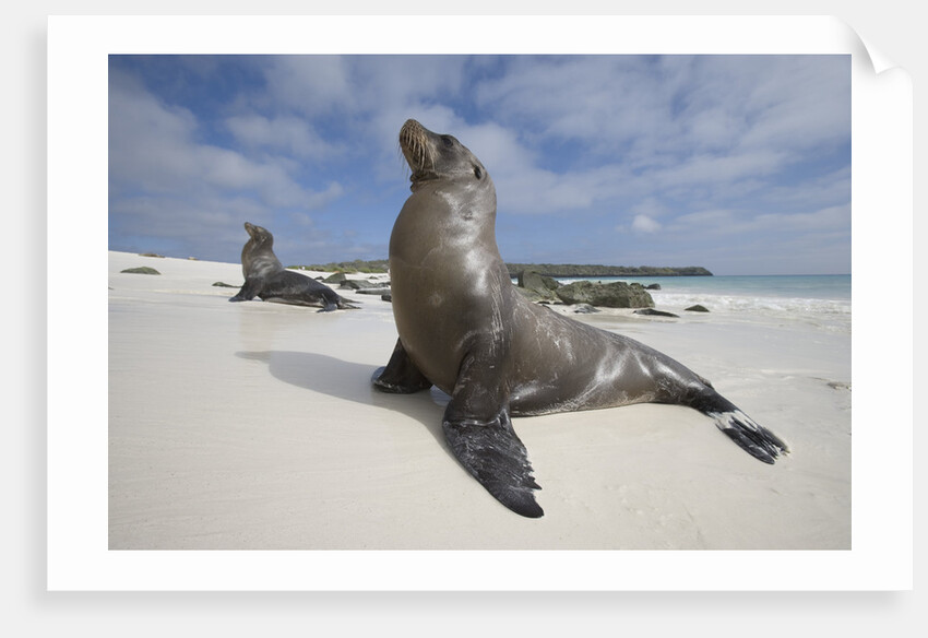 Galapagos Sea Lions by Anonymous