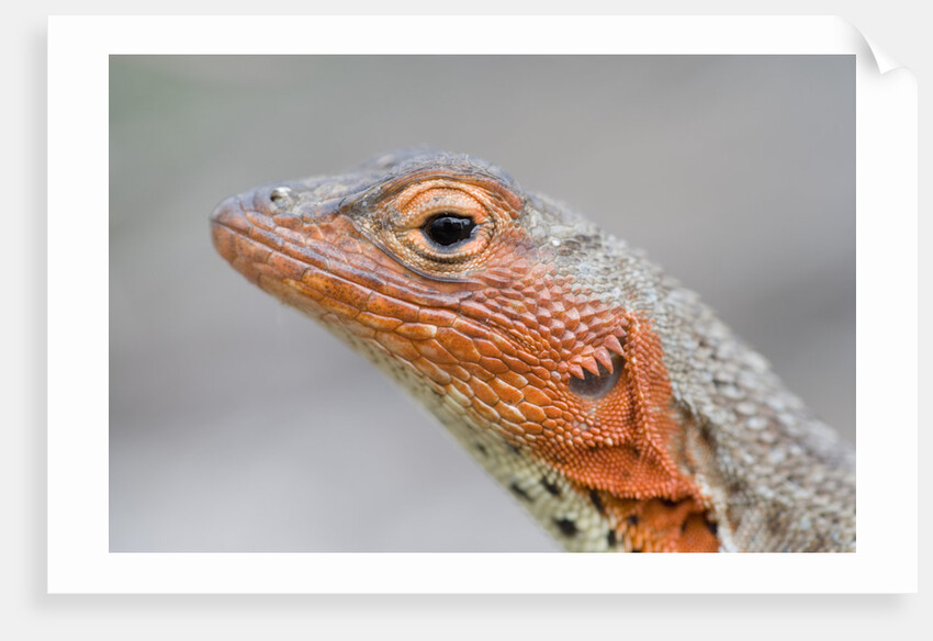 Close-up of Lava Lizard by Anonymous