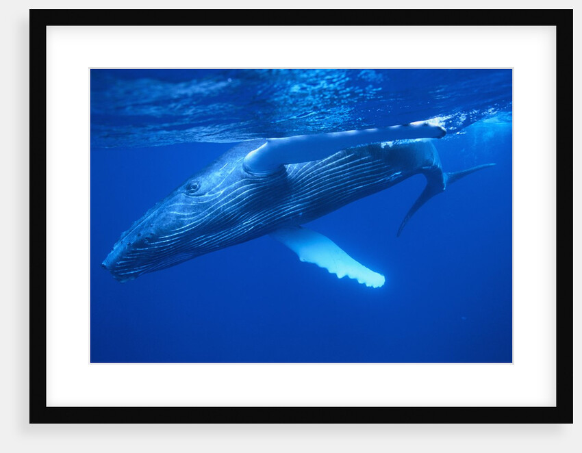 Humpback Whale by Anonymous