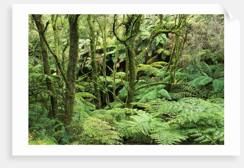 Temperate Rain Forest in Australia's Otway Range by Anonymous