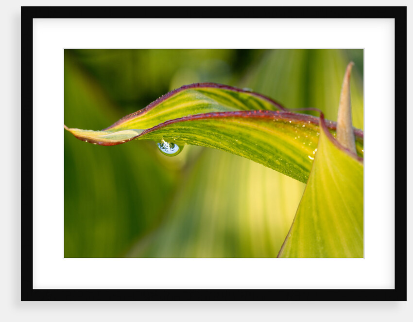 Water Droplet on a Leaf by Anonymous