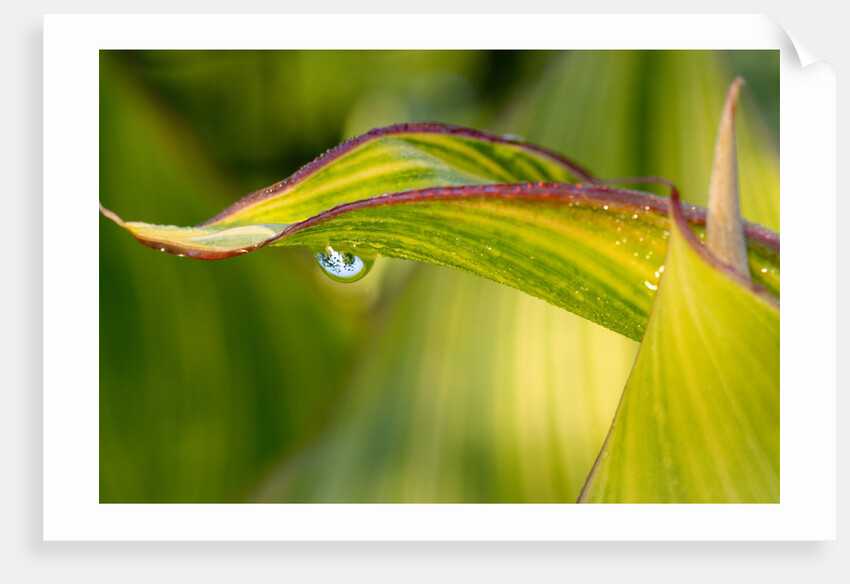 Water Droplet on a Leaf by Anonymous