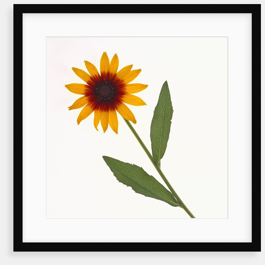 Black-Eyed Susan by Anonymous