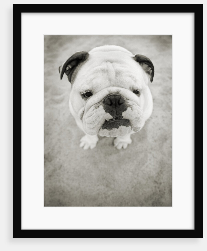 Bulldog Looking up by Anonymous