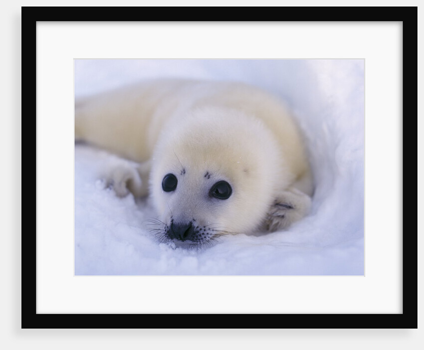 Newborn Harp Seal by Anonymous