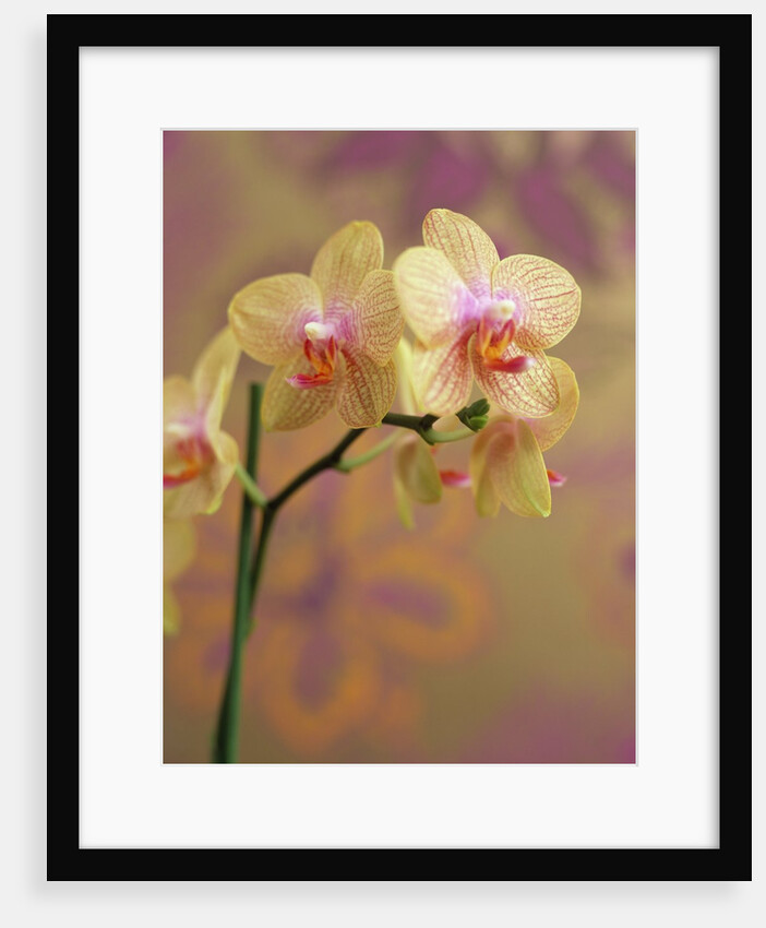 Orchid by Anonymous