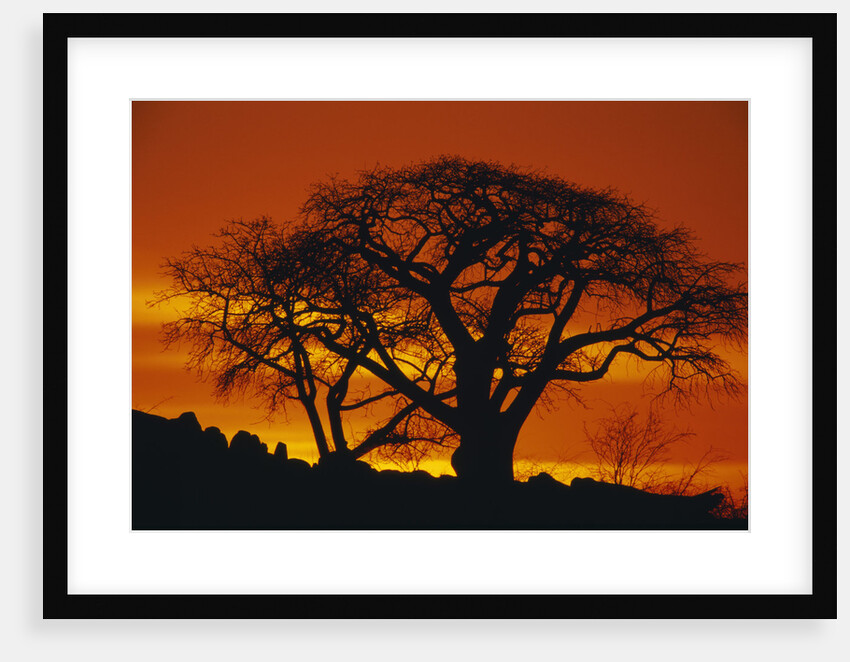 Baobab Trees at Sunset by Anonymous