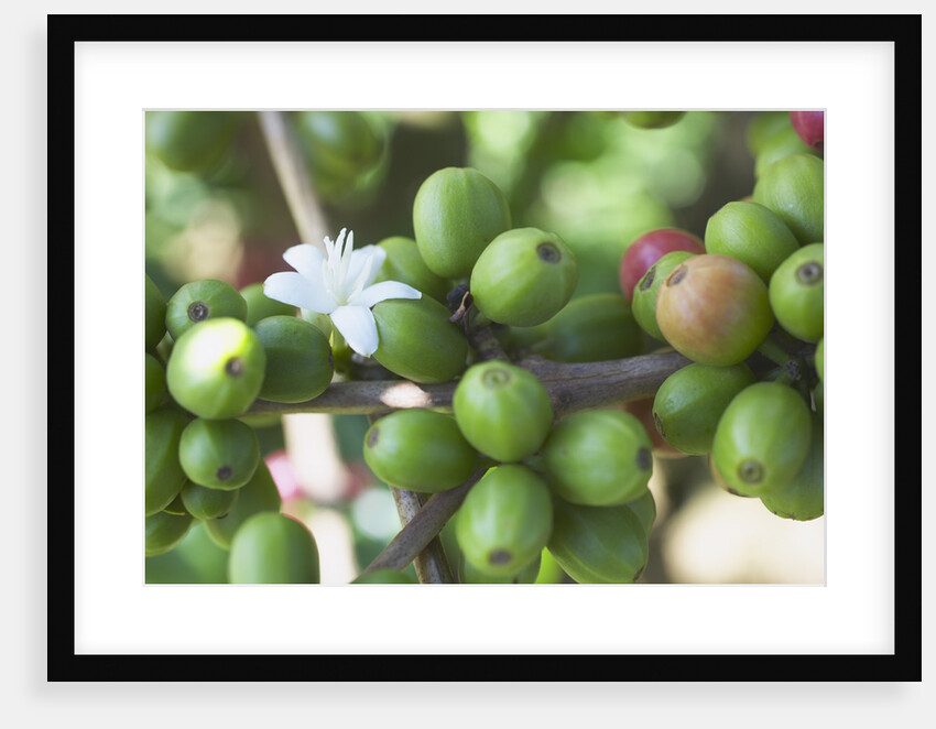 Flower and Coffee Cherries by Anonymous
