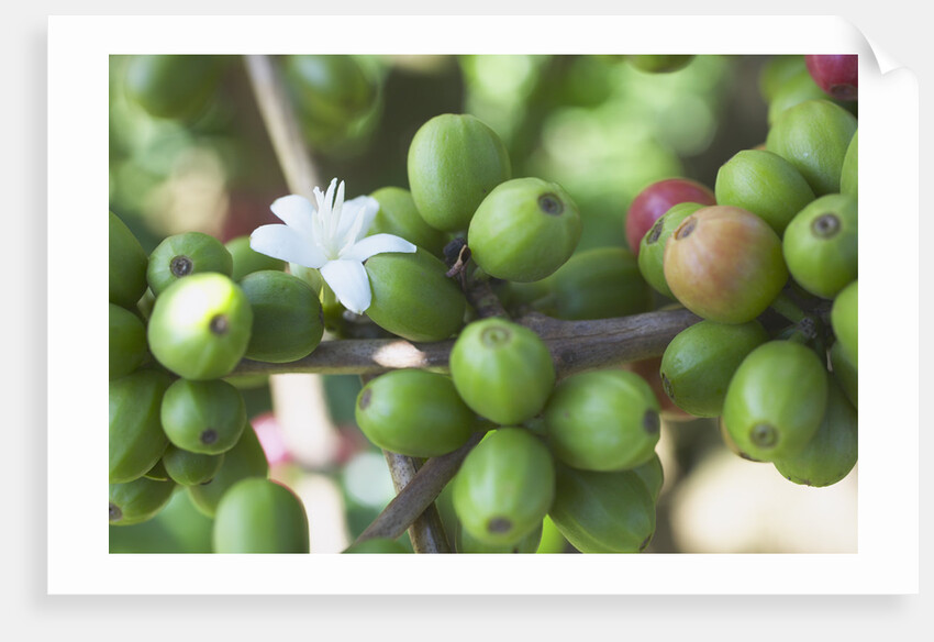 Flower and Coffee Cherries by Anonymous