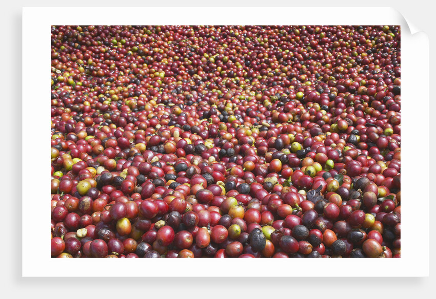 Coffee Cherries by Anonymous