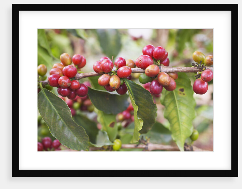 Coffee Cherries by Anonymous