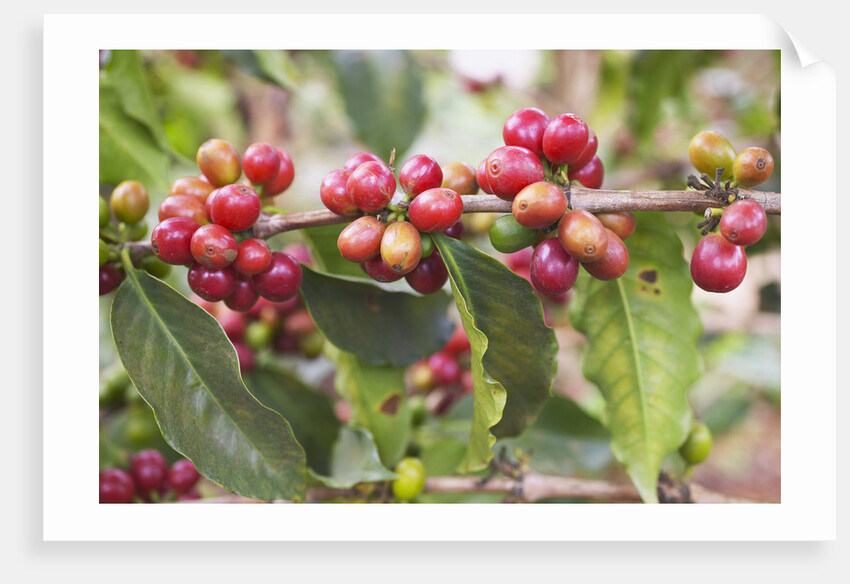 Coffee Cherries by Anonymous