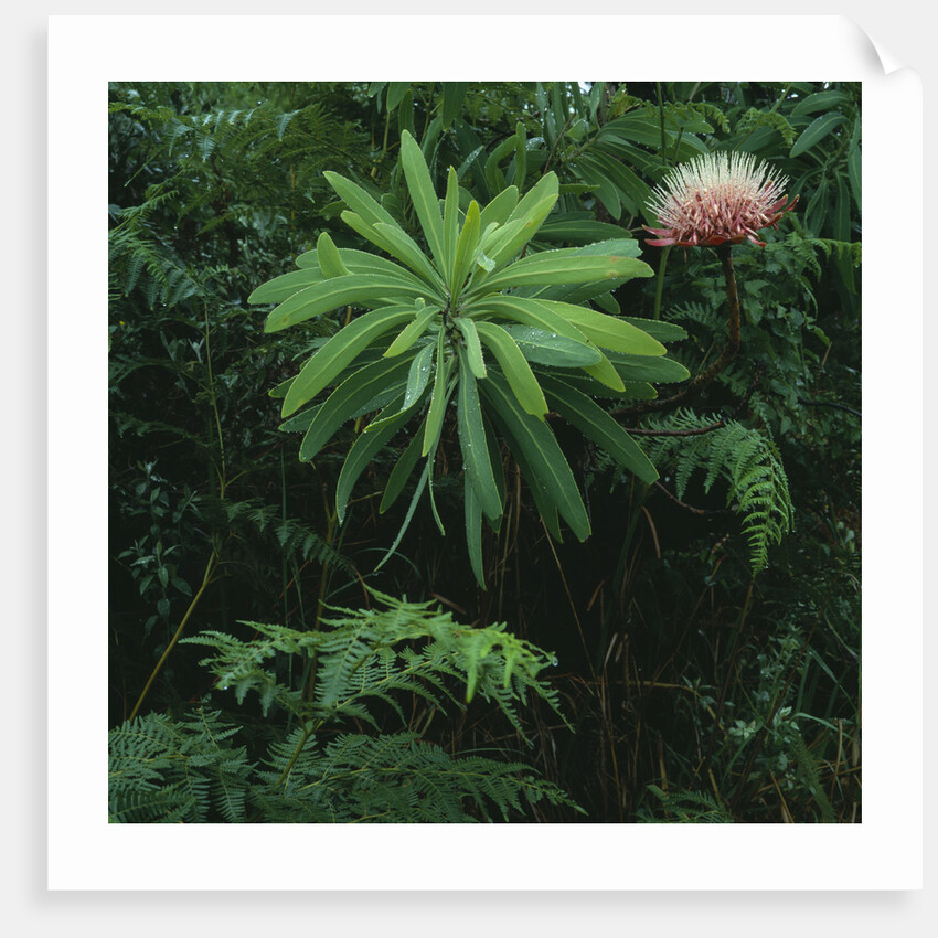 Protea Plant by Anonymous