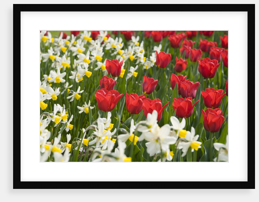 Oscar Tulips and Jack Snipe Narcissus by Anonymous